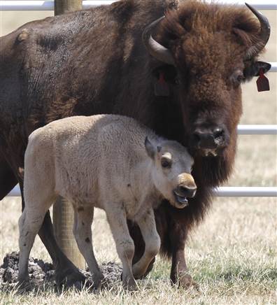 Image: White buffalo